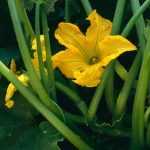 Como polinizar manualmente as flores de curgete?
