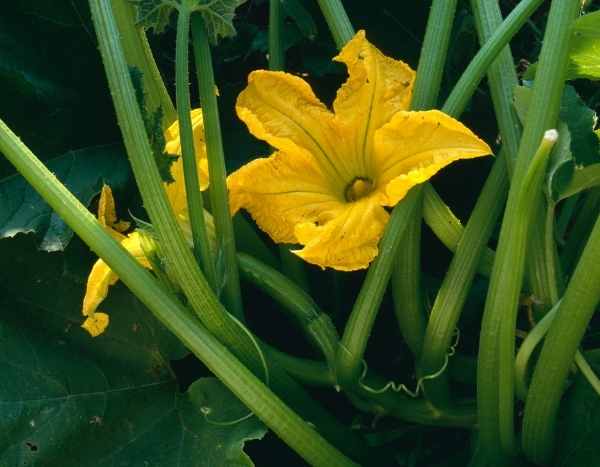 Como polinizar manualmente as flores de curgete?