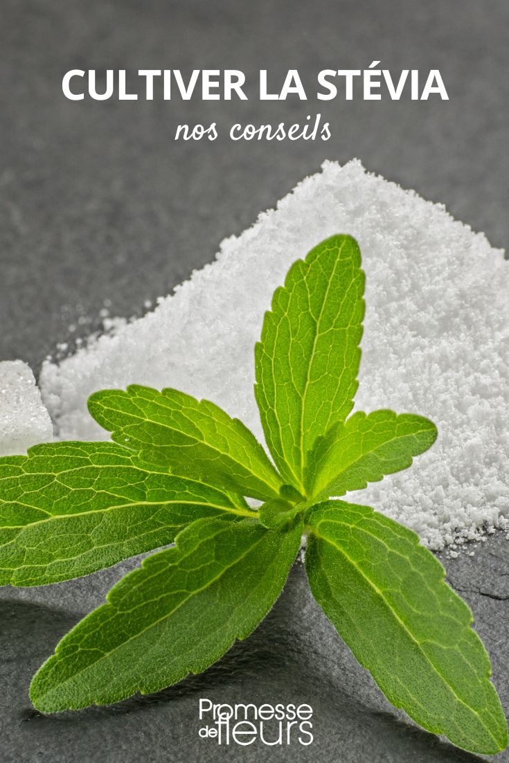 Cultivar Stevia no jardim