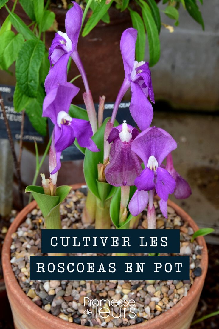 Cultivar roscoea em vaso