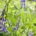 Galega: Plantação, cultivo e cuidados