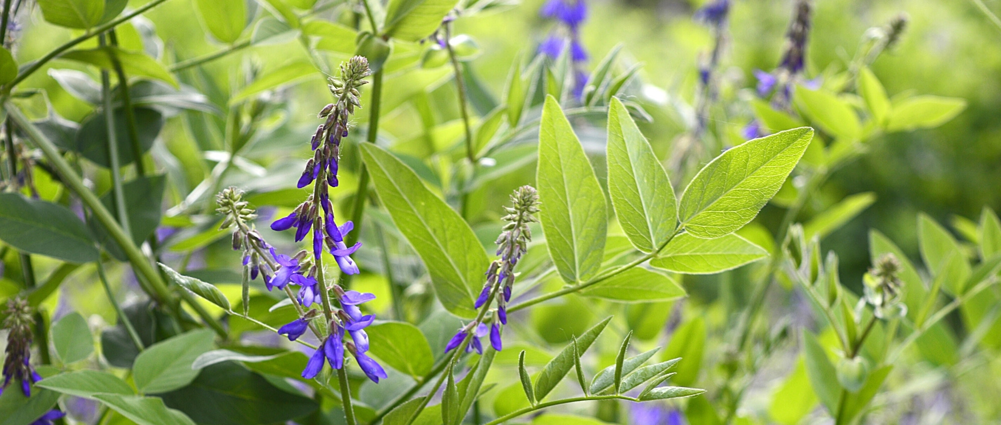 Galega: Plantação, cultivo e cuidados