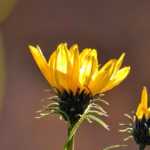 Grindelia: plantação, cultivo e manutenção