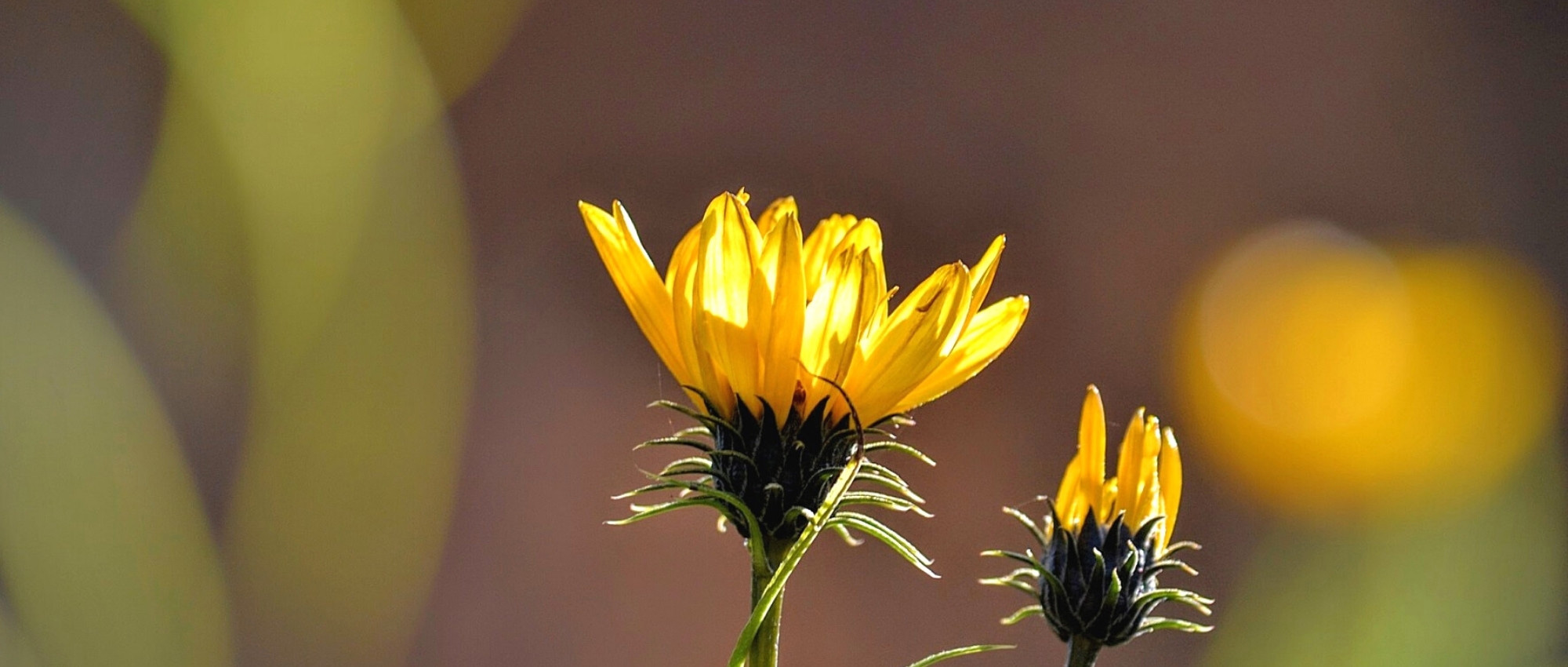 Grindelia: plantação, cultivo e manutenção