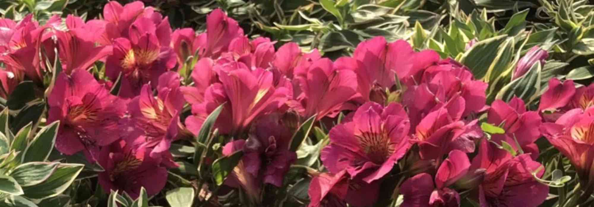 7 alstroemérias de flores cor-de-rosa