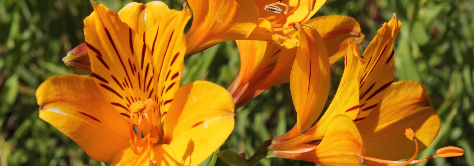 7 alstroemérias de flores amarelas