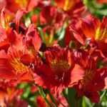 12 alstroemérias de flores vermelhas