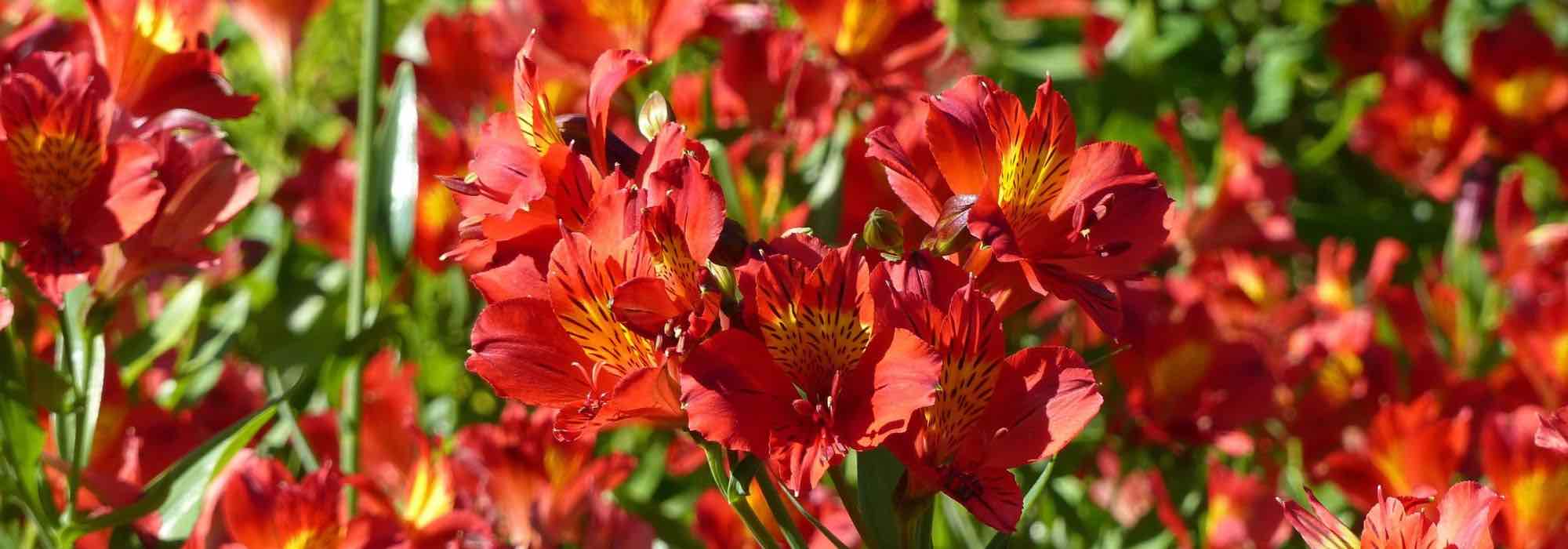 12 alstroemérias de flores vermelhas