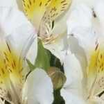 8 alstroemérias de flores brancas