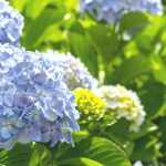 Hortênsia: como salvá-la depois de uma vaga de calor