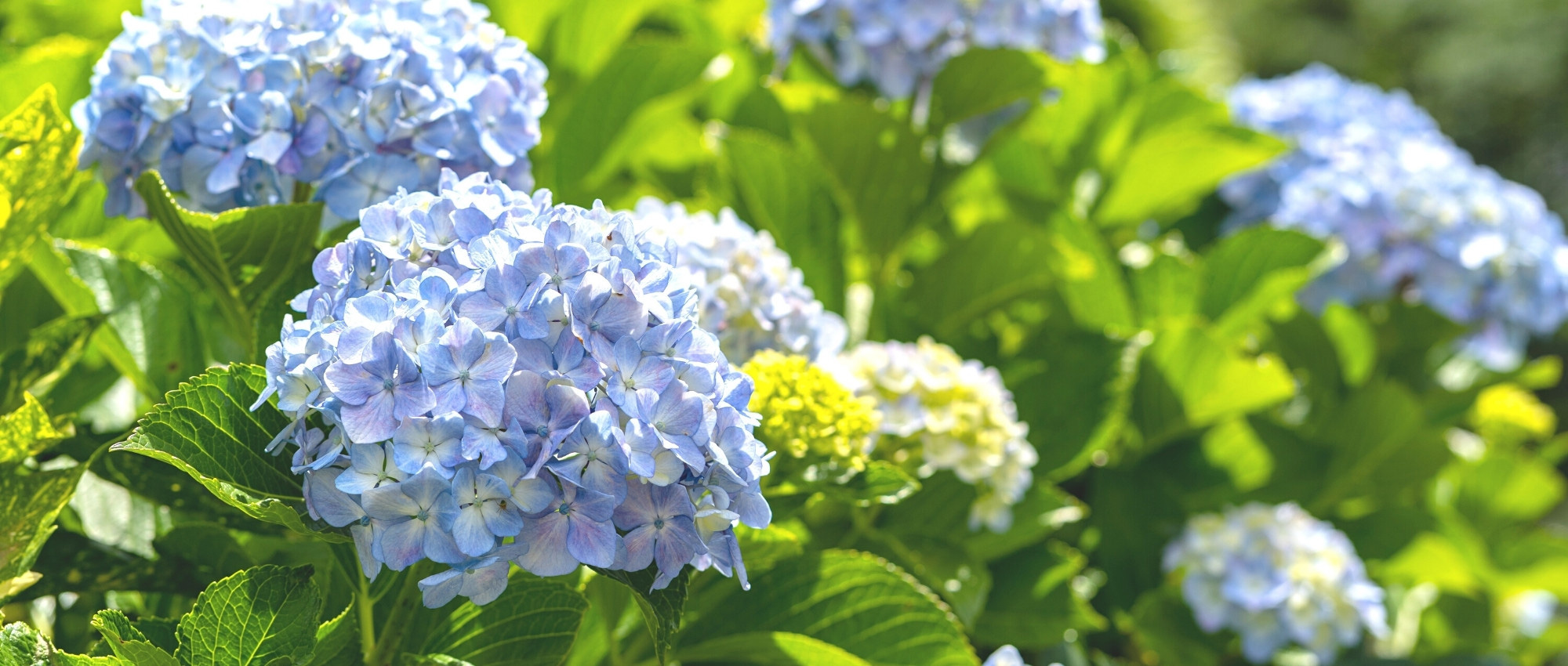 Hortênsia: como salvá-la depois de uma vaga de calor