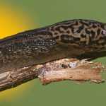 Aliada do jardineiro: a lesma-leopardo