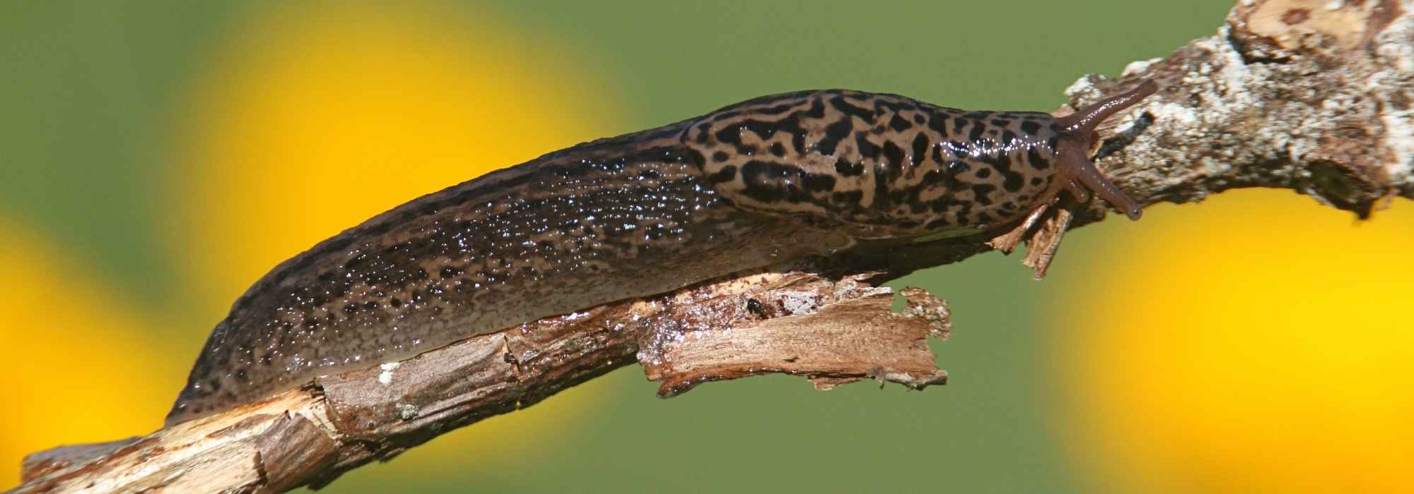 Aliada do jardineiro: a lesma-leopardo