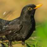 Pássaro preto de bico laranja: descubra o melro-preto!