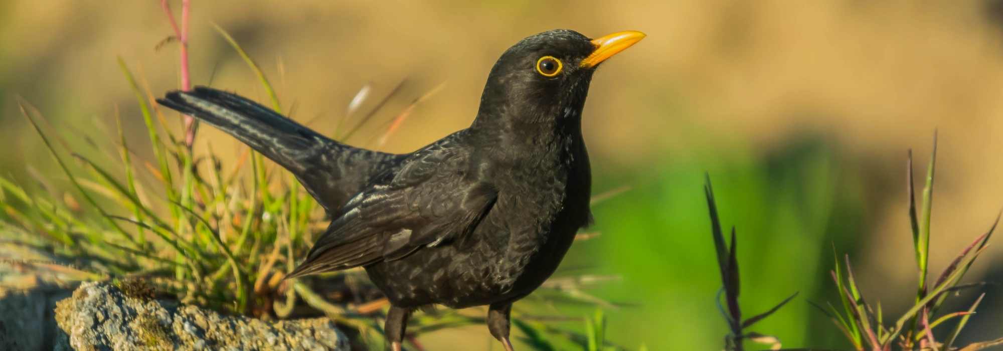 Pássaro preto de bico laranja: descubra o melro-preto!