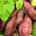As plantas viajantes: a batata-doce