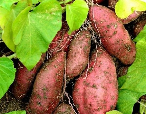 As plantas viajantes: a batata-doce