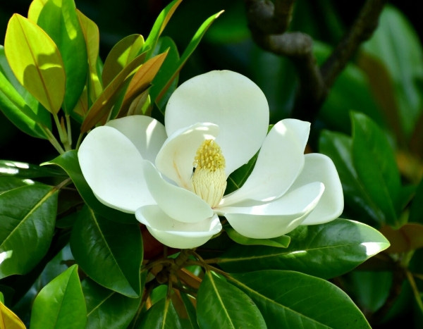 As plantas viajantes: a magnólia