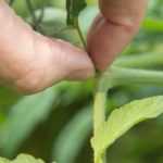 A poda dos legumes de verão: porquê e como?