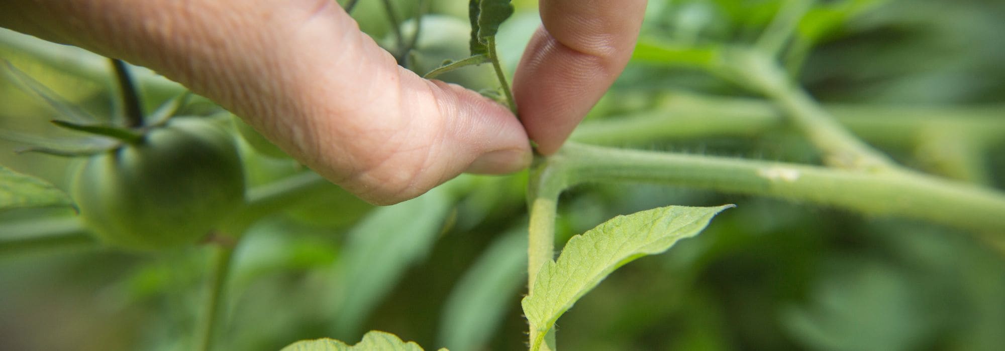 A poda dos legumes de verão: porquê e como?