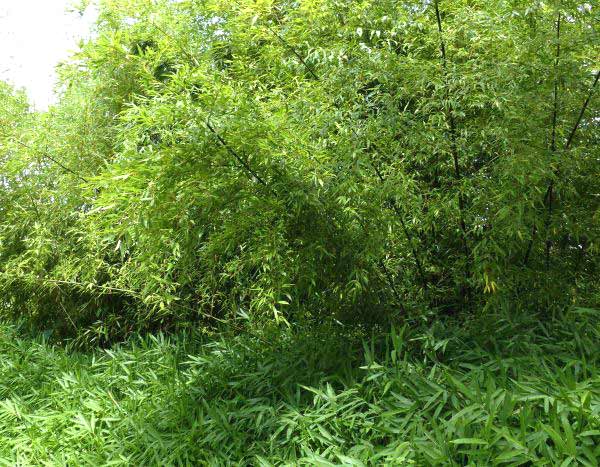 As plantas viajantes: o bambu de sebe