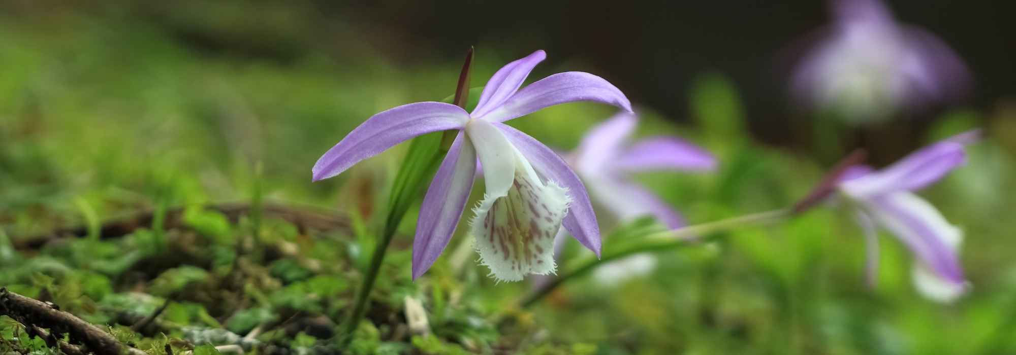 3 ideias para combinar as pleiones