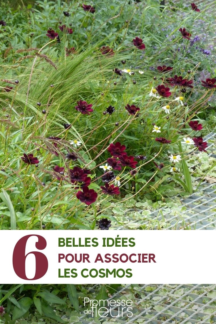 cosmos 6 ideias de combinações