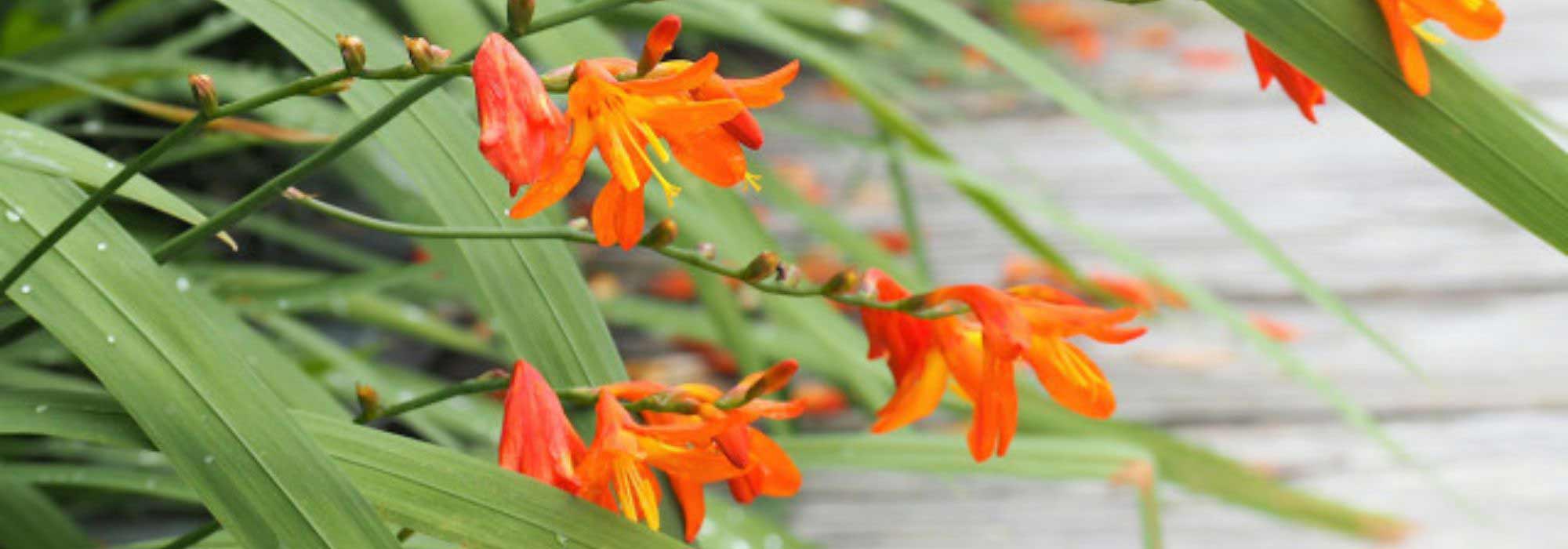 5 montbrécias cor de laranja a descobrir