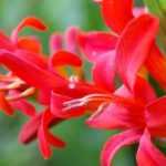 5 montbrécias vermelhas que deve ter no jardim