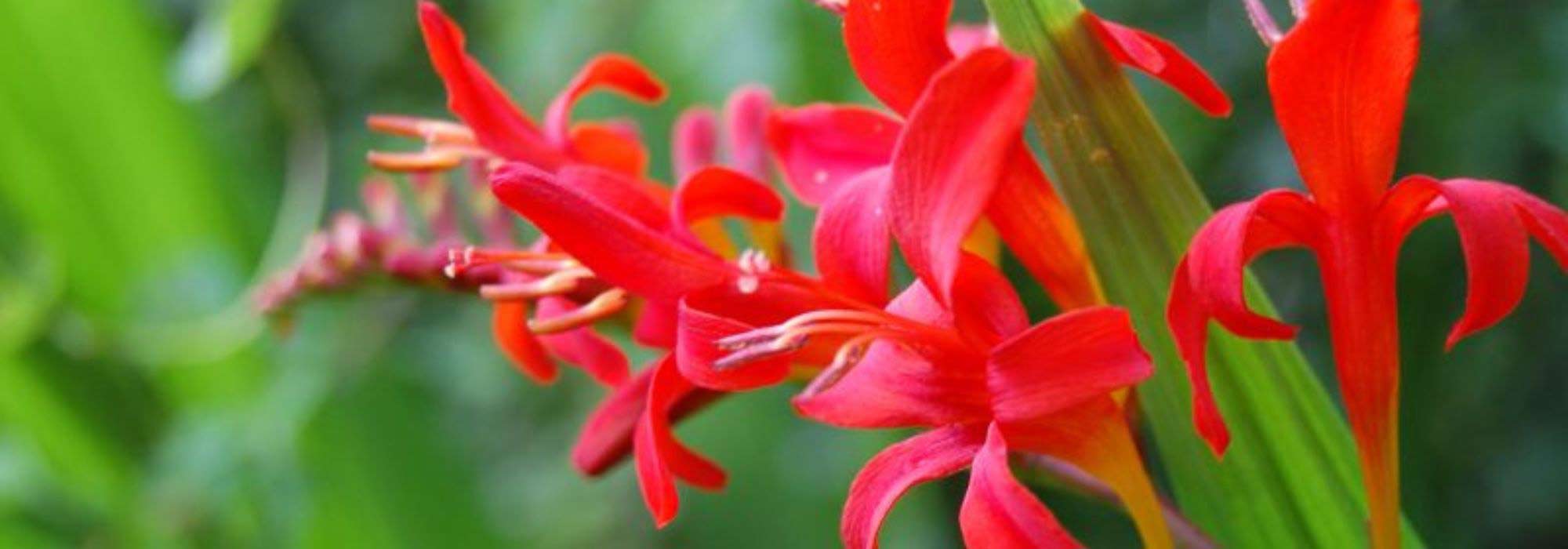 5 montbrécias vermelhas que deve ter no jardim