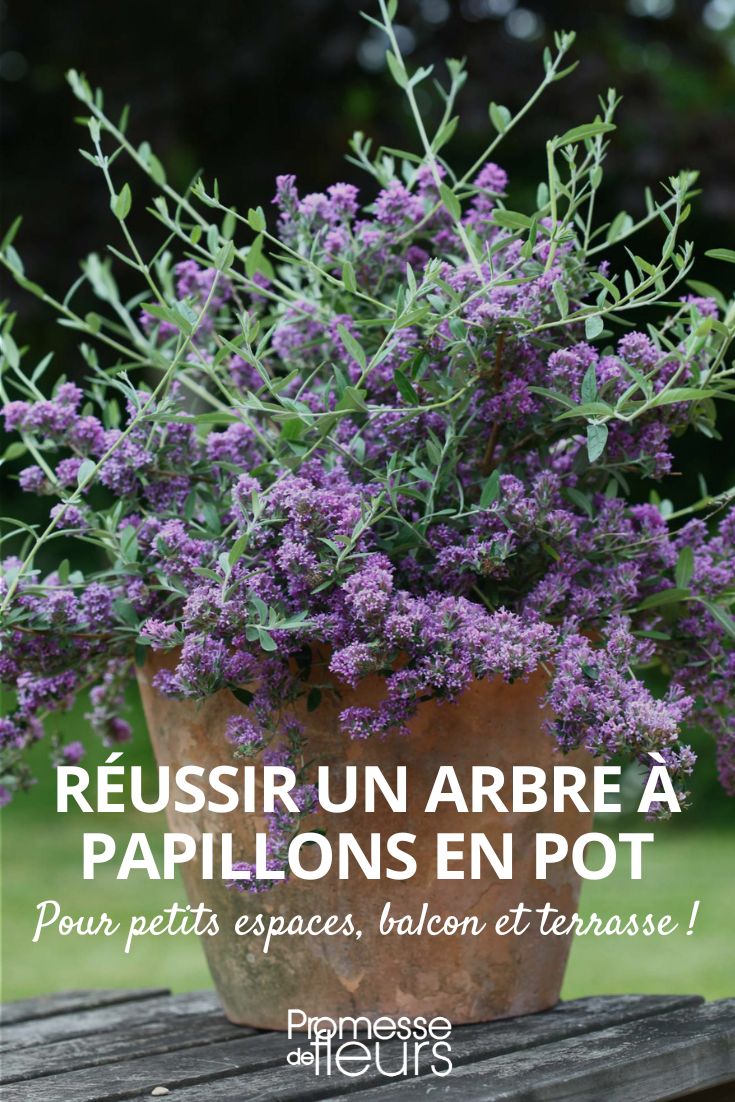 cultivar o arbusto-das-borboletas em vaso