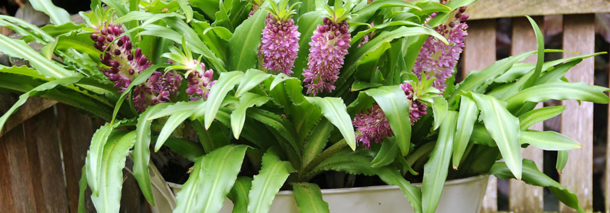 Cultivar o lírio-ananás em vaso