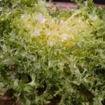 Como branquear as saladas de inverno?
