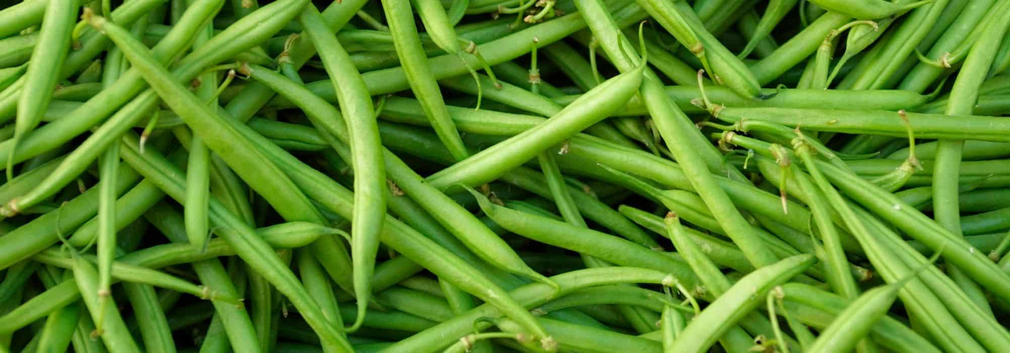 Cultivar feijão-anão