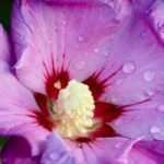 Combinar os hibiscos