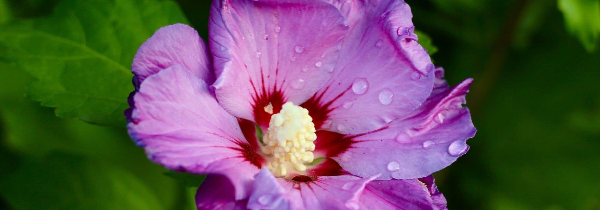 Combinar os hibiscos