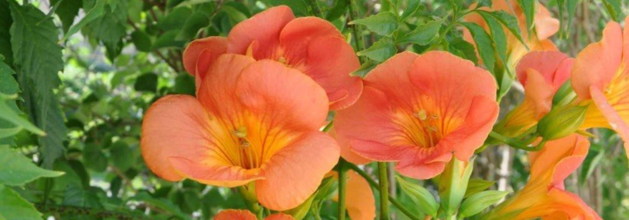 6 trepadeiras com floração no final do verão