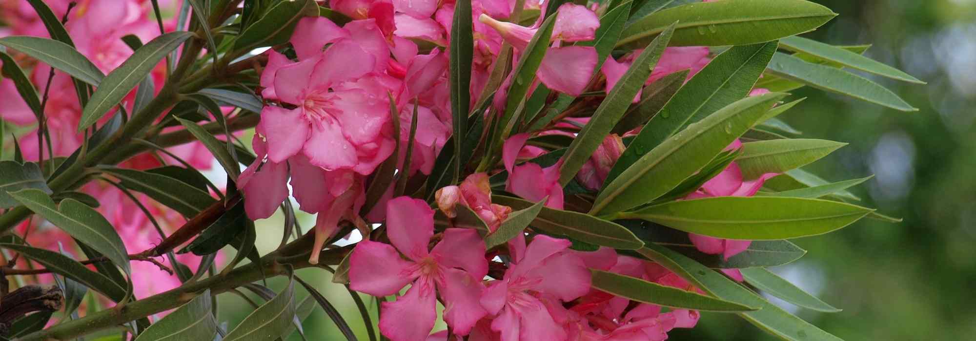 Floração do loendro