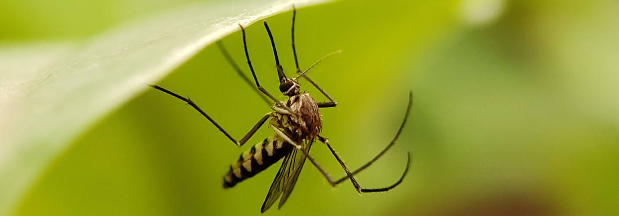 Como evitar a proliferação de mosquitos?