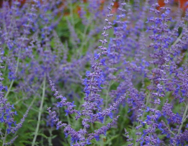 A sálvia-russa 'Blue Spire': indispensável num jardim seco!