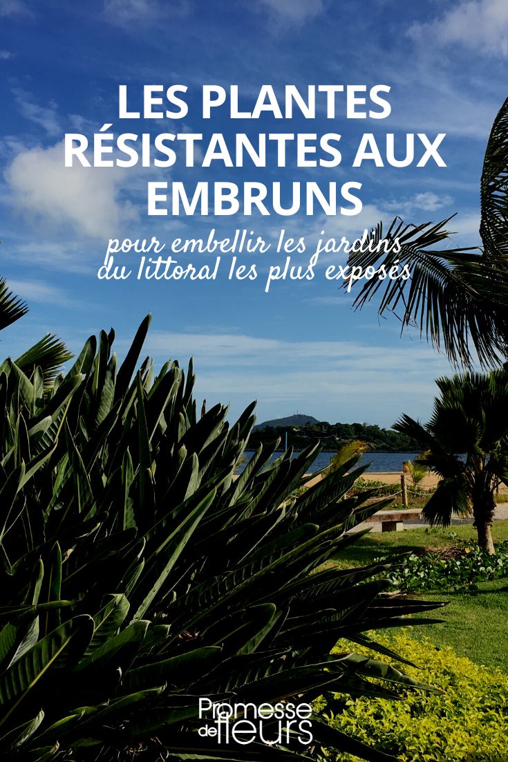plantas resistentes à maresia
