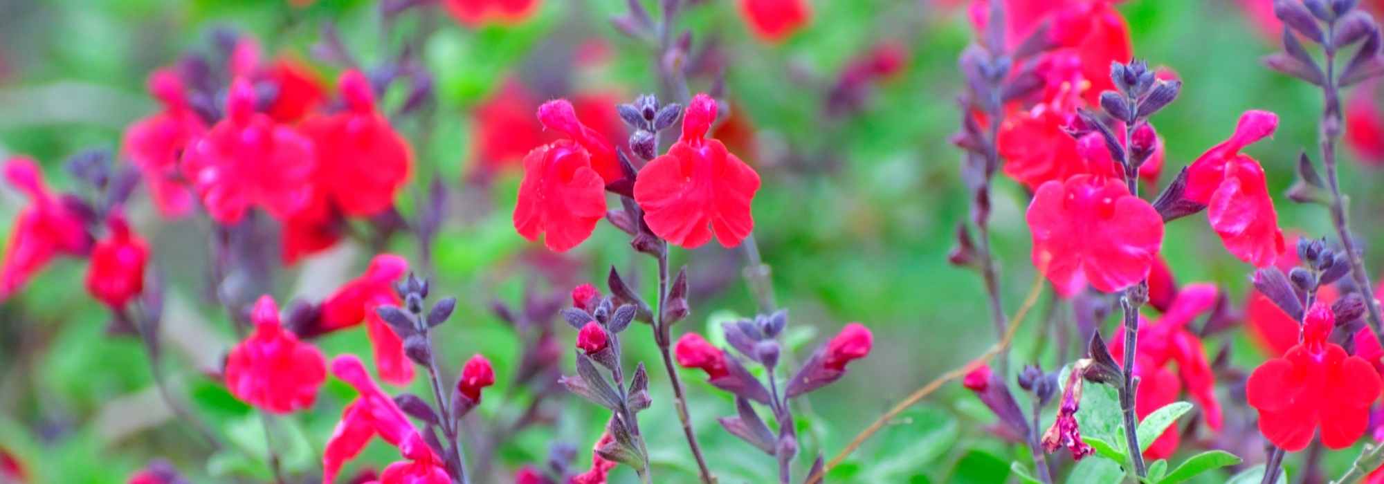 7 boas razões para plantar uma sálvia arbustiva