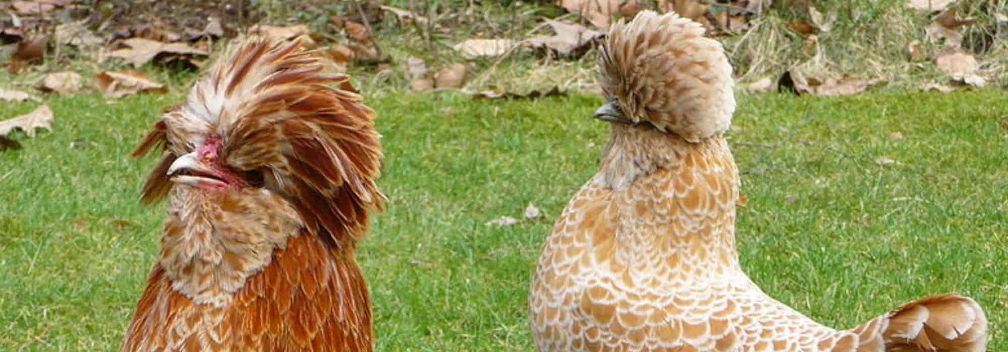 As 10 raças de galos mais bonitas