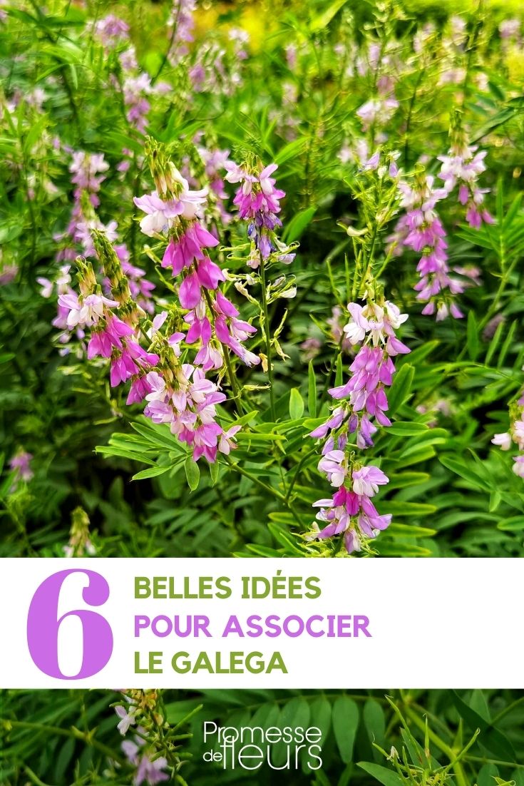 Combinações da galega no jardim