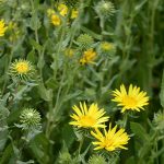 Associe a Grindelia