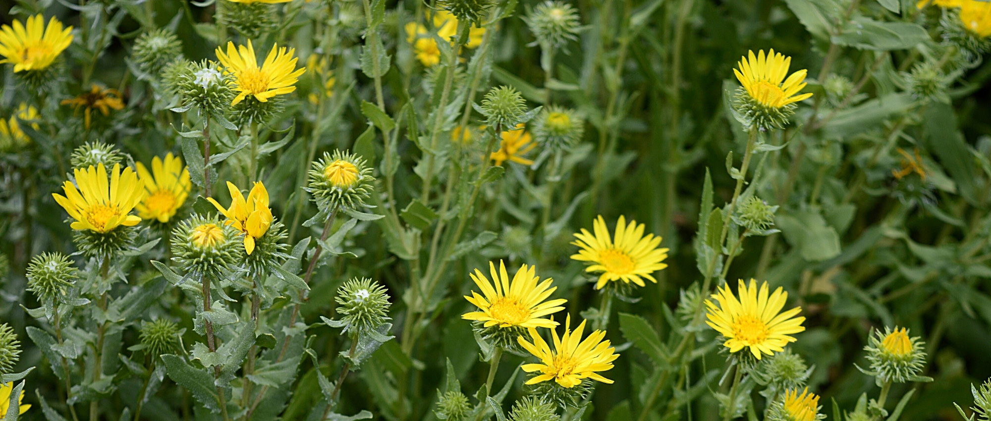 Associe a Grindelia