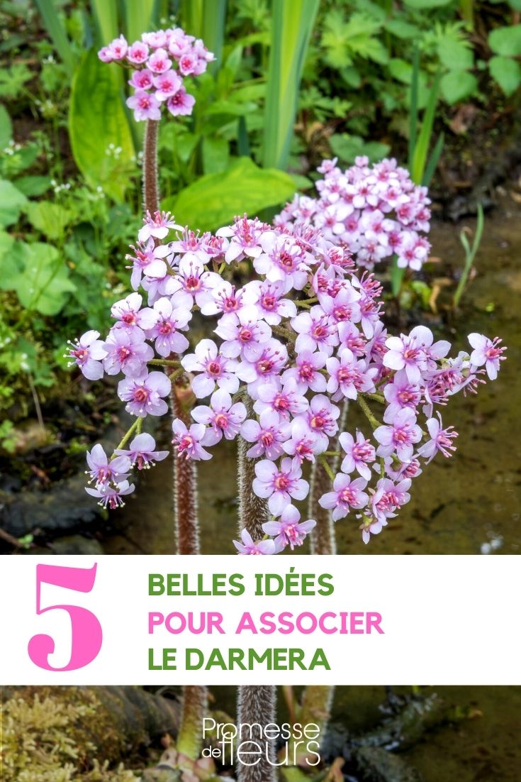 Ideias para combinar a Darmera no jardim