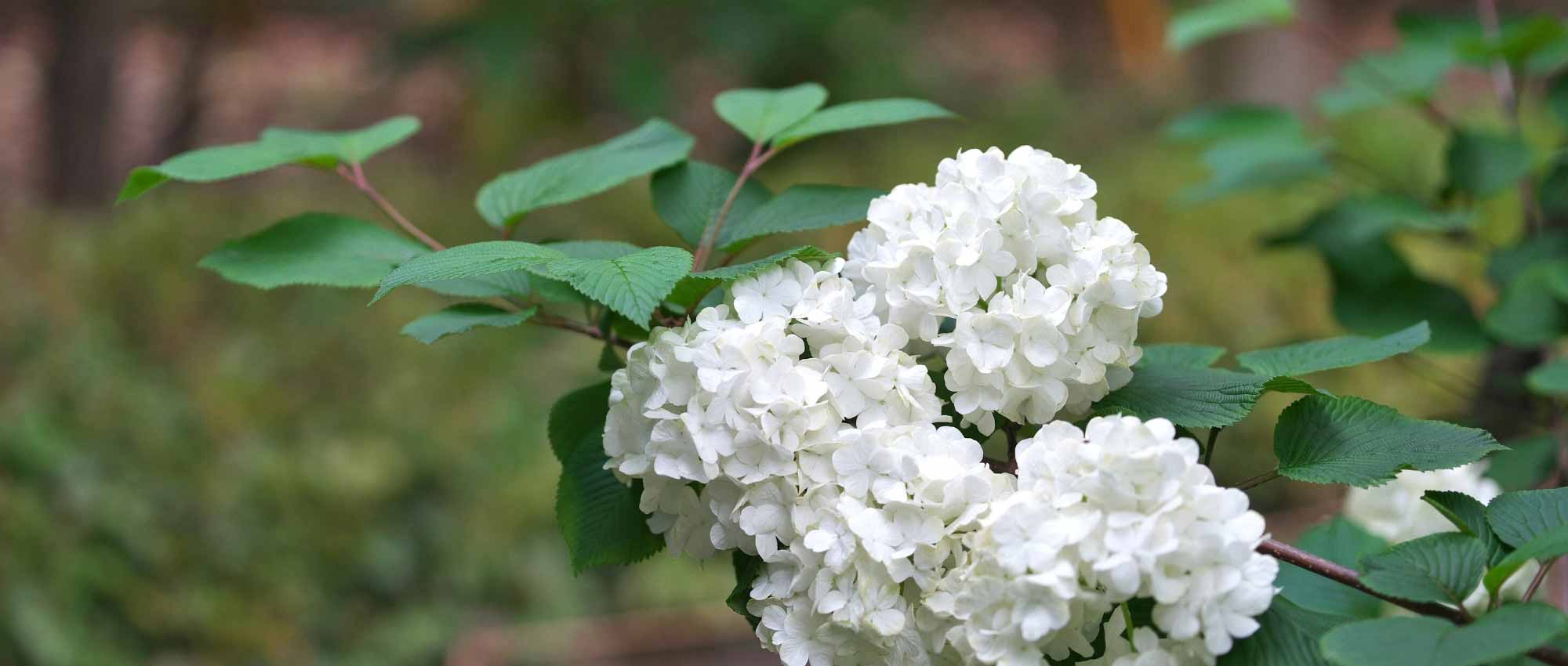 Cultivar um viburno em vaso