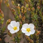 Halimium: plantação, cultivo e manutenção