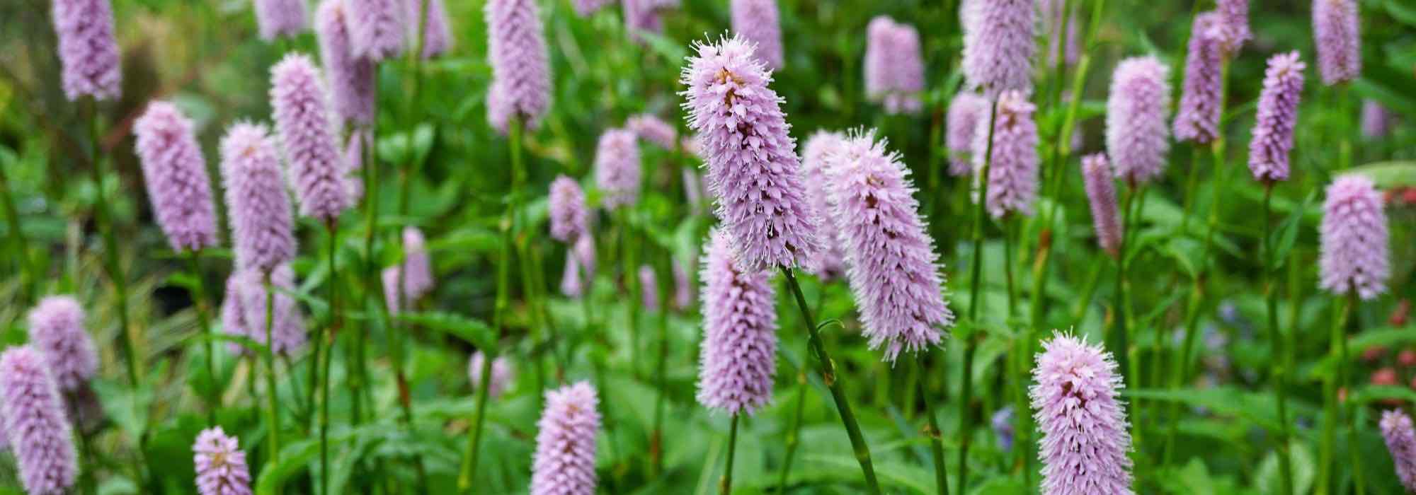 7 Persicárias com flores cor-de-rosa